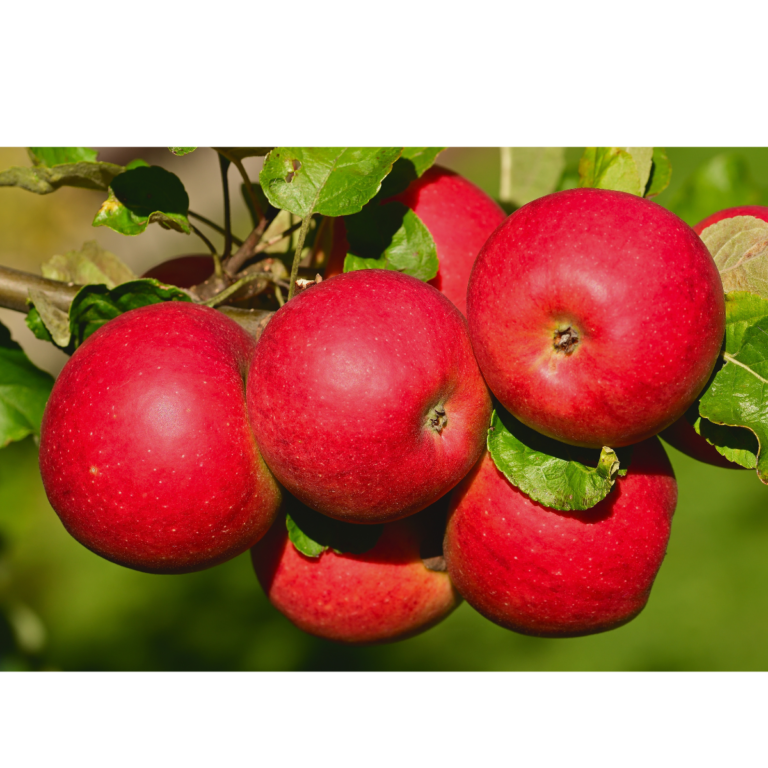 Prawnicy nie rosną na drzewach