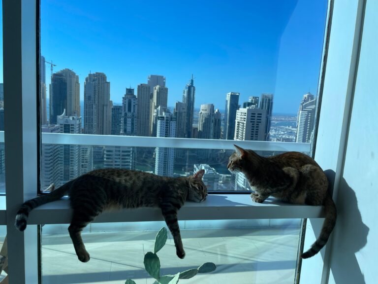 Co mają wspólnego koty z prawnikami i prawniczkami, czyli o zarządzaniu kancelarią…